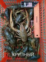 Лот: 18049165. Фото: 2. Крупные живые раки из Хакасии... Продукты