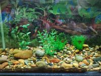 Лот: 10374521. Фото: 4. Аквариум 150л с крышкой. Красноярск