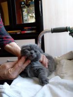Лот: 11651122. Фото: 3. Котята шотландцы. Растения и животные
