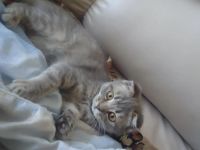 Лот: 4279827. Фото: 3. Ласковый шотландский котёнок!. Растения и животные