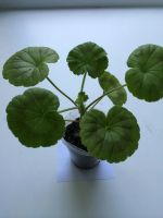 Лот: 7752468. Фото: 3. Пеларгония Скарлет (укорененный... Растения и животные