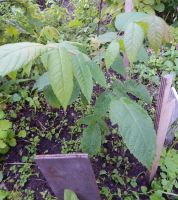 Лот: 2573722. Фото: 7. Орех чёрный (Juglans nigra).