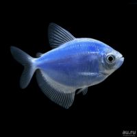 Лот: 12658658. Фото: 5. Тернеция GloFish (фиолетовый...