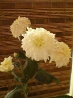 Лот: 2999959. Фото: 3. Хризантема 2. Растения и животные