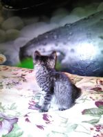 Лот: 6878825. Фото: 5. полосатое чудо