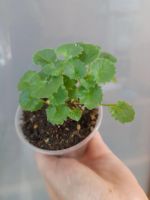 Лот: 15676239. Фото: 2. кампанула Биколор не махровая. Комнатные растения и уход