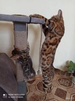 Лот: 17204201. Фото: 3. Бенгальские котята. Растения и животные