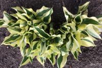 Лот: 9764197. Фото: 3. хоста "Хэнки Пэнки" (hosta 'Hanky... Для дачи, дома, огорода, бани, парка