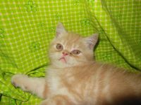 Лот: 7714979. Фото: 3. Рыжий персидский котёнок. Растения и животные