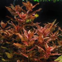 Лот: 10493184. Фото: 7. Ротала Макрандра красная - Rotala...