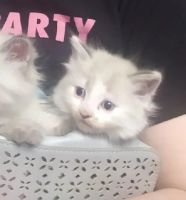 Лот: 19258361. Фото: 4. Невский маскарадный котенок. Красноярск