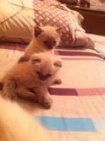 Лот: 5190215. Фото: 3. Британские котята. Растения и животные