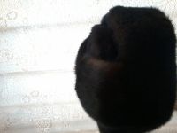 Лот: 4806598. Фото: 2. мужская норковая шапка. Мужская одежда