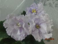 Лот: 6494246. Фото: 3. Фиалка ЕК-Снежное Кружево- лист... Растения и животные