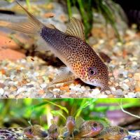 Лот: 19464790. Фото: 3. Сомик Симилис Коридорас редкий... Растения и животные