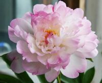 Лот: 18107246. Фото: 4. Пион Petit Elegance. Красноярск