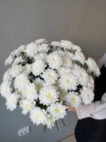 Лот: 9832372. Фото: 2. Кустовая хризантема по 300 рублей. Цветы, букеты