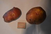 Лот: 6120900. Фото: 2. Картофель 30 кг., картошка деревенская... Продукты