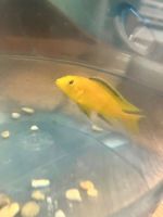 Лот: 19921728. Фото: 2. 2 рыбки. Аквариумистика