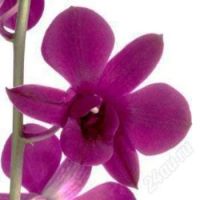 Лот: 1368178. Фото: 3. Орхидея дендробиум детка маленькая... Растения и животные