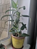 Лот: 14615742. Фото: 2. Каланхоэ лечебный взрозлое ростение... Комнатные растения и уход