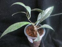 Лот: 13595725. Фото: 4. Хойя Hoya parviflora splach. Красноярск