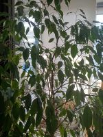 Лот: 25261333. Фото: 2. Цветок домашний фикус. Комнатные растения и уход