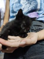 Лот: 25849003. Фото: 2. Котята. Животные и уход
