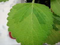 Лот: 8965453. Фото: 2. Плектрантус Plectranthus fosteri... Комнатные растения и уход