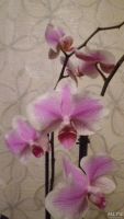 Лот: 8609411. Фото: 6. Phalaenopsis Amsterdam(орхидея...