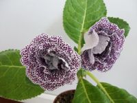 Лот: 4514831. Фото: 2. Глоксиния махровая сорт Зимняя... Комнатные растения и уход