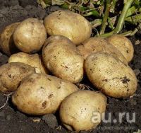 Лот: 8069556. Фото: 2. Картофель нового урожая сорт Каратоп. Продукты