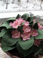 Лот: 2580833. Фото: 2. Торт "Фиалка". Кондитерские изделия, конфеты