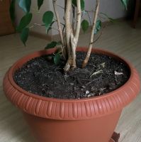 Лот: 15939755. Фото: 3. Фикус. Растения и животные