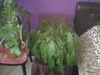 Лот: 4360388. Фото: 4. спатифиллум мелкий. Красноярск