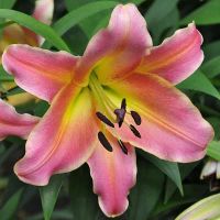 Лот: 11410195. Фото: 6. лилия ОТ огромная и красивая