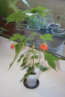 Лот: 4447828. Фото: 4. Абутилон Селло 8. Красноярск