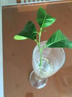 Лот: 22031946. Фото: 3. Лимон в горшке. Растения и животные