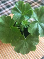 Лот: 19139256. Фото: 2. Герань розебудная розовая. Комнатные растения и уход