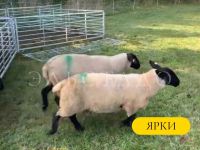 Лот: 19694034. Фото: 7. Суффолк Британской селекции