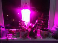 Лот: 8897476. Фото: 5. Светодиодная лампа для растений...