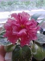 Лот: 14774396. Фото: 2. Лист фиалки Шикарный Мак. Комнатные растения и уход