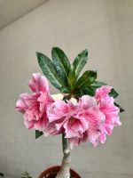 Лот: 17933013. Фото: 9. Адениум Siam Country Rose