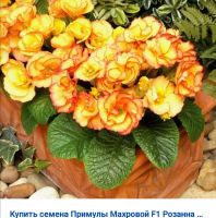 Лот: 16749639. Фото: 5. Семена примулы