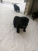 Лот: 13134478. Фото: 3. Щенки ,1 месяц 🐕. Растения и животные