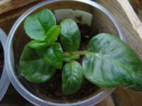 Лот: 4627657. Фото: 2. Фуксия Izabela Cieszynska махровая. Комнатные растения и уход