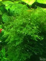 Лот: 15300325. Фото: 4. Мох Треугольный Moss Triangle... Красноярск