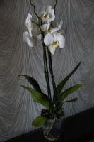 Лот: 5465786. Фото: 2. Орхидея Phalaenopsis 2 стрелы... Комнатные растения и уход