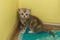 Лот: 9609834. Фото: 6. Британские котята
