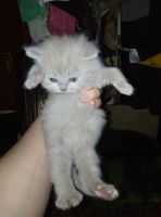 Лот: 19107117. Фото: 3. Котята. Растения и животные